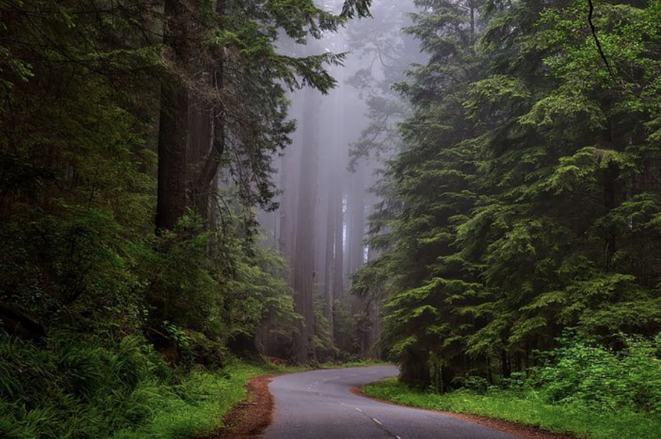 Our Favorite Spring Road Trips in Northern California